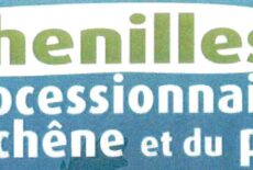 Plusieurs nids de chenilles processionnaires aperçus à Breuilpont